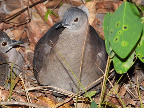 Undulated Tinamou (Crypturellus undulatus), photo 6