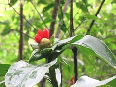 Costus