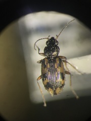 Bembidion versutum