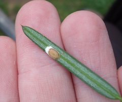 Pulvinaria camelicola