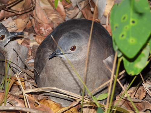 Undulated Tinamou (Crypturellus undulatus), photo 7
