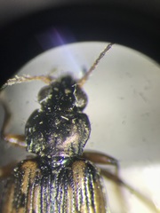 Bembidion versutum