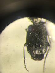 Syntomus americanus