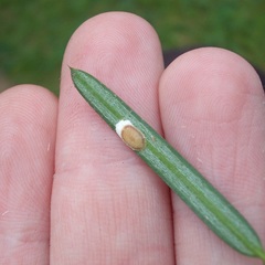 Pulvinaria camelicola