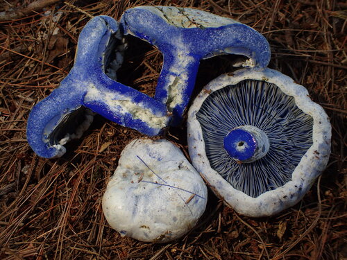 indigo milk cap