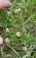 Comandra umbellata californica