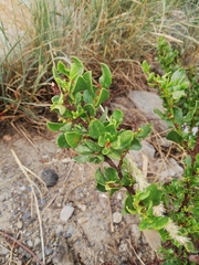 Muehlenbeckia fruticulosa