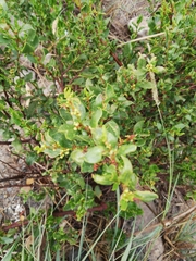 Muehlenbeckia fruticulosa