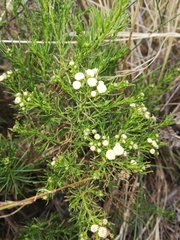 Baccharis boliviensis
