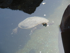Trachemys decussata