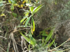 Polygala virgata