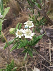 Verbesina boliviana