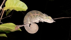Furcifer angeli