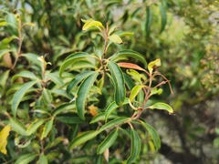 Agarista salicifolia