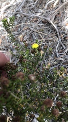 Microcybe pauciflora