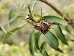 Agarista salicifolia