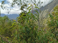 Agarista salicifolia