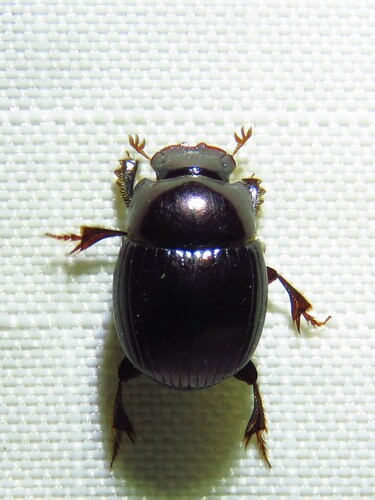 Ateuchus histeroides photo 6