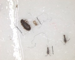 Insecta