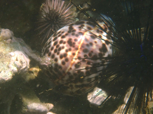 Cypraea tigris observed 2025-08-06