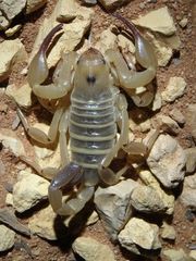 Urodacus yaschenkoi
