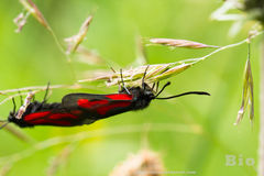 Zygaena osterodensis