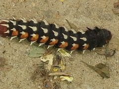 Bunaea alcinoe