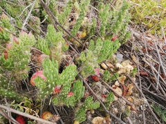 Austrocylindropuntia shaferi
