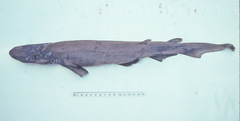 Apristurus sinensis