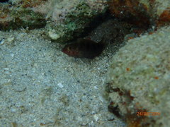 Malacoctenus macropus