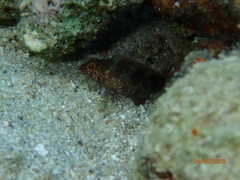 Malacoctenus macropus