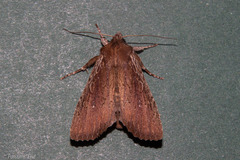 Ichneutica infensa