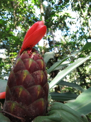 Costus