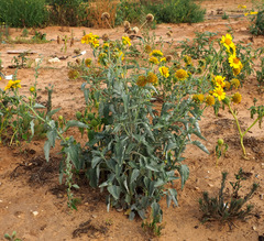 Verbesina encelioides