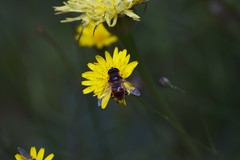 Eristalis tenax