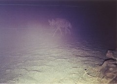 Hyaena hyaena