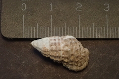 Clypeomorus batillariaeformis