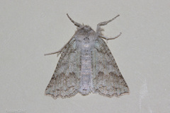 Declana niveata