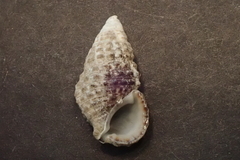 Clypeomorus batillariaeformis