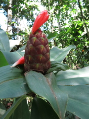 Costus