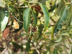 Agarista salicifolia
