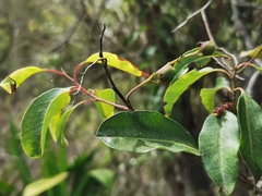 Agarista salicifolia