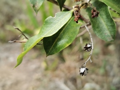 Agarista salicifolia