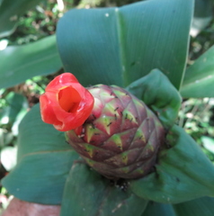 Costus