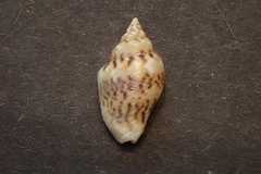 Euplica scripta