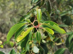 Agarista salicifolia