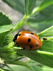 Hippodamia variegata