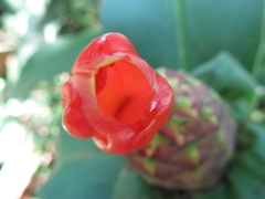 Costus