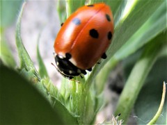 Hippodamia variegata