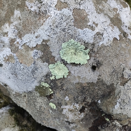 Flavoparmelia baltimorensis